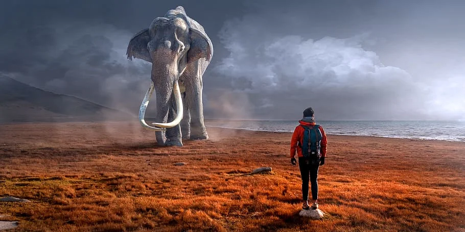 Job Interviews: Elephants in the Room? Ride them!